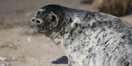 Foto einer Kegelrobbe am Strand.