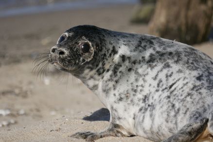 Foto einer Kegelrobbe am Strand.