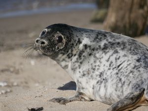 Foto einer Kegelrobbe am Strand.