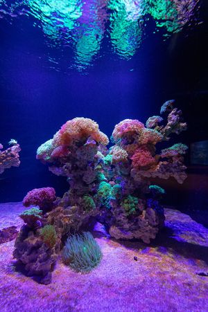 fluoreszierende Korallen im Aquarium