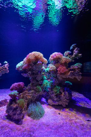 fluoreszierende Korallen im Aquarium