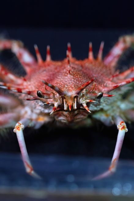Präparat einer Schmuck-Seespinne, Foto: Anke Neumeister/Deutsches Meeresmuseum
