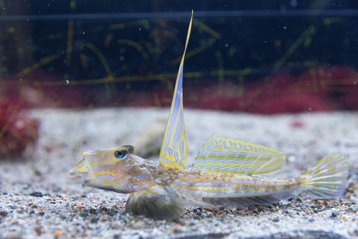 A scaleless lyrefish at the bottom of the aquarium