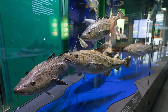 Dorsch-Exponate in der Ostsee-Ausstellung im OZEANEUM
