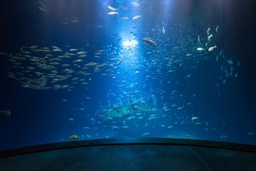 Blick in ein großes Aquarium, in dem Fischschwärme um ein altes Schiffswrack schwimmen. 