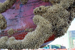 Kolonien des Australischen Kalkröhrenwurms an einem Schiffsrumpf 