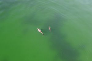 Zwei Schweinswale im Wasser (Luftaufnahme)
