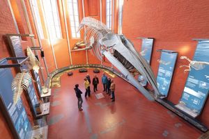 Walskelett in einem Kirchenchor