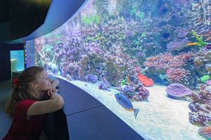 Frau schaut in ein Aquarium mit Korallen