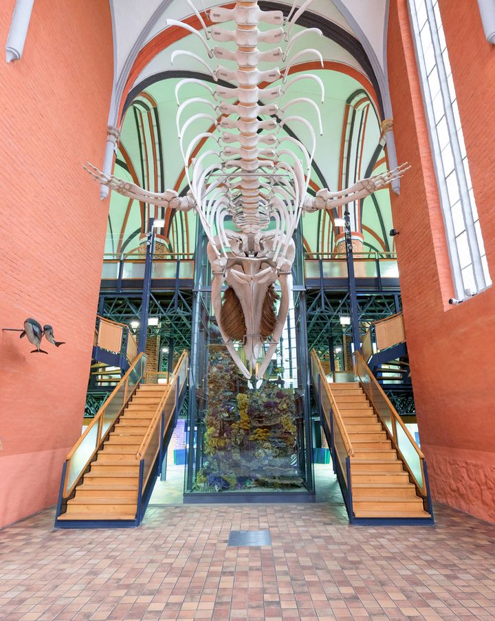 Blick auf das Finnwalskelett und den Riffpfeiler im MEERESMUSEUM Stralsund