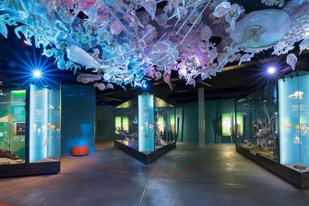 Panoramafoto mit drei Vitrinen in der Ostsee-Ausstellung. Darüber schwebt die sogenannte Planktonwolke, eine Installation, die Plankton stark vergrößert zeigt.