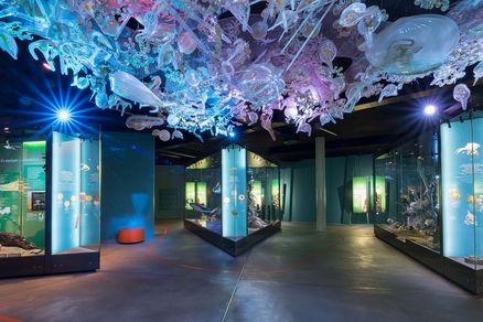 Panoramafoto mit drei Vitrinen in der Ostsee-Ausstellung. Darüber schwebt die sogenannte Planktonwolke, eine Installation, die Plankton stark vergrößert zeigt.