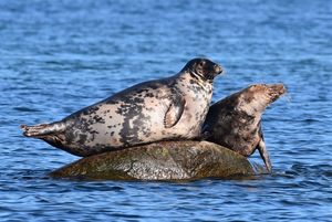 Kegelrobben auf einem Felsen im Wasser