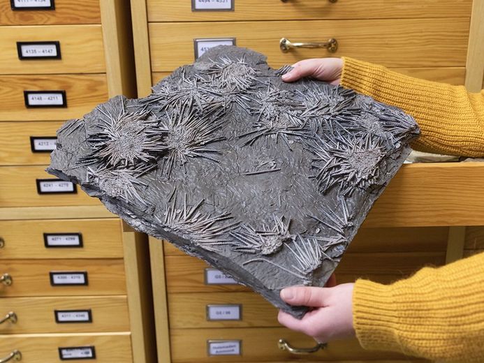 Seeigelplatte aus der Geologischen Sammlung des Deutschen Meeresmuseums (Foto: Anke Neumeister/Deutsches Meeresmuseum)