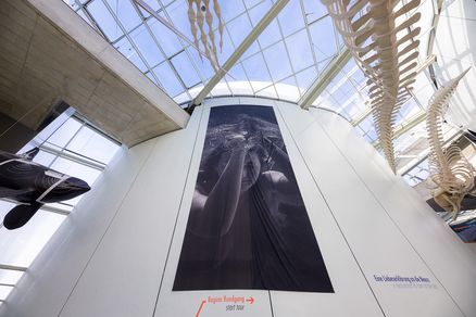 Ein großes, dunkles Banner mit einem Foto einer im Netz verfangenen Frau unter Wasser hängt an einer weißen Wand.