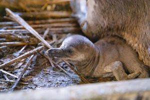 Pinguinküken im Nest