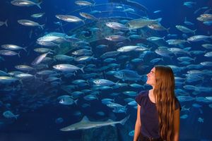 Eine Frau steht vor einem Aquarium, indem ein Makrelenschwarm schwimmt.