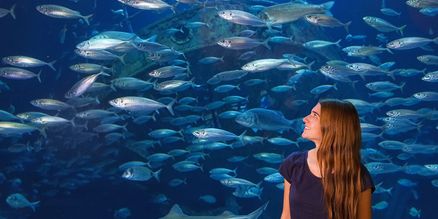 Eine Frau steht vor einem Aquarium, indem ein Makrelenschwarm schwimmt.