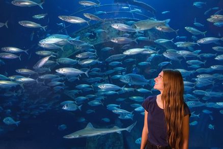 Eine Frau steht vor einem Aquarium, indem ein Makrelenschwarm schwimmt.