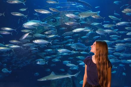 Eine Frau steht vor einem Aquarium, indem ein Makrelenschwarm schwimmt.