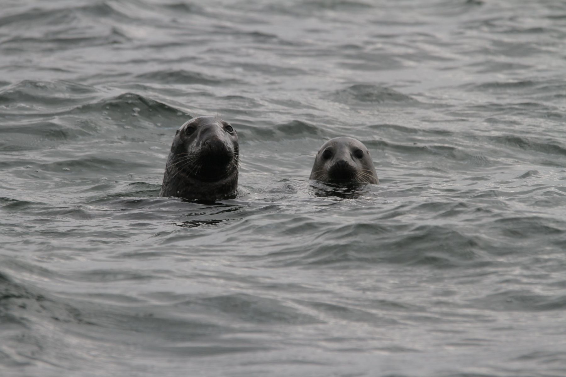 Behavior rules for seals