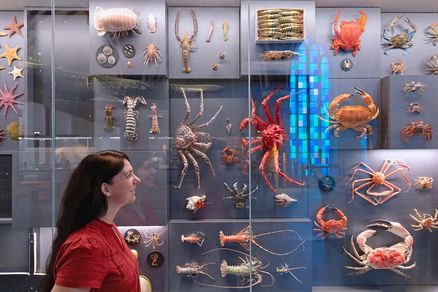 Person standing in front of display case with crabs