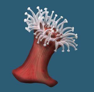 Abbild einer kalifornischen Korallenanemone. (Zeichnung: Thomas Korth/Deutsches Meeresmuseum)