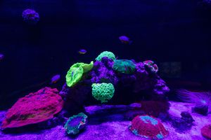 Fluoreszierende Korallen