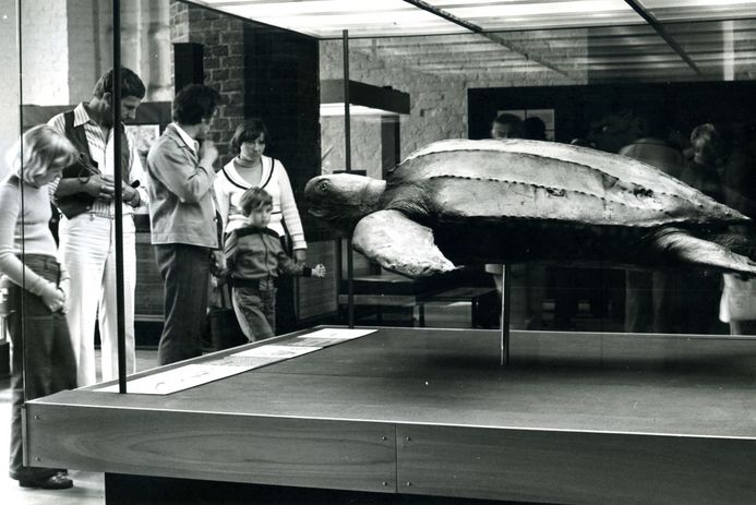 Schwarz-Weiß-Aufnahme eines Schildkrötenexponats in einer Vitrine