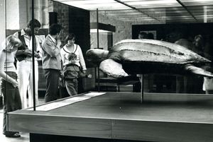Schwarz-Weiß-Aufnahme eines Schildkrötenexponats in einer Vitrine