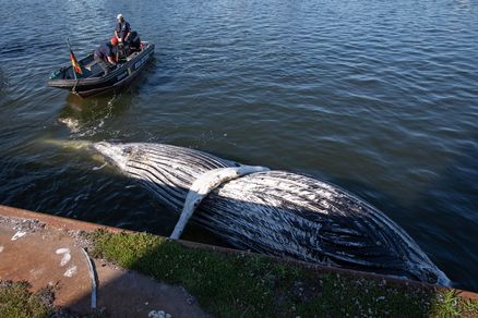 Toter Buckelwal treibt mit dem Bauch nach oben im Wasser. Daneben befindet sich ein Schlauchboot.