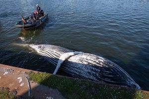 Toter Buckelwal treibt mit dem Bauch nach oben im Wasser. Daneben befindet sich ein Schlauchboot.