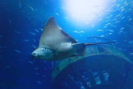 Rochen in einem Aquarium