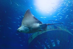 Rochen in einem Aquarium