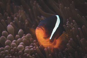 Ein Westaustralischer Anemonenfisch (Amphiprion rubrocinctus) versteckt sich am Ningaloo-Riff in einer Blasenanemone (Entacmaea quadricolor). (Foto: Lewis Burnett/Greenpeace)