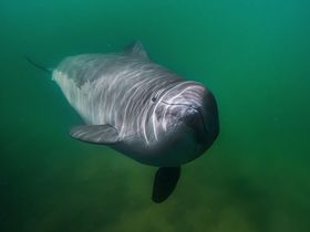 Ein Schweinswal schwimmt unter Wasser durch grünlich schimmerndes Meer.