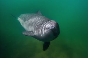 Ein Schweinswal schwimmt unter Wasser durch grünlich schimmerndes Meer.