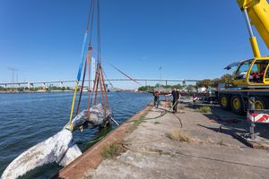 Ein toter Wal wird mit Gurten von einem Kran aus dem Wasser gezogen. Er befindet sich fast oberhalb der Kaikante und wird von Personen an Land mittels Gurten in die richtige Richtung gezogen.