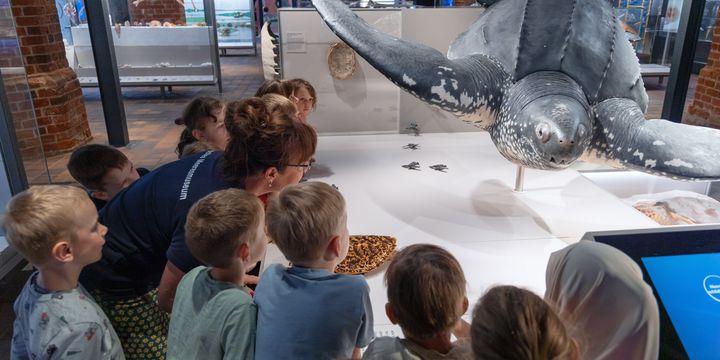 Kinder stehen vor einem Schildkrötenexponat