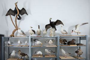 Trockenpräparate von Küstenvögeln (Foto: Anke Neumeister/Deutsches Meeresmuseum)